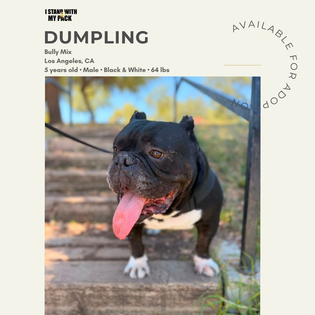Dumpling New-1