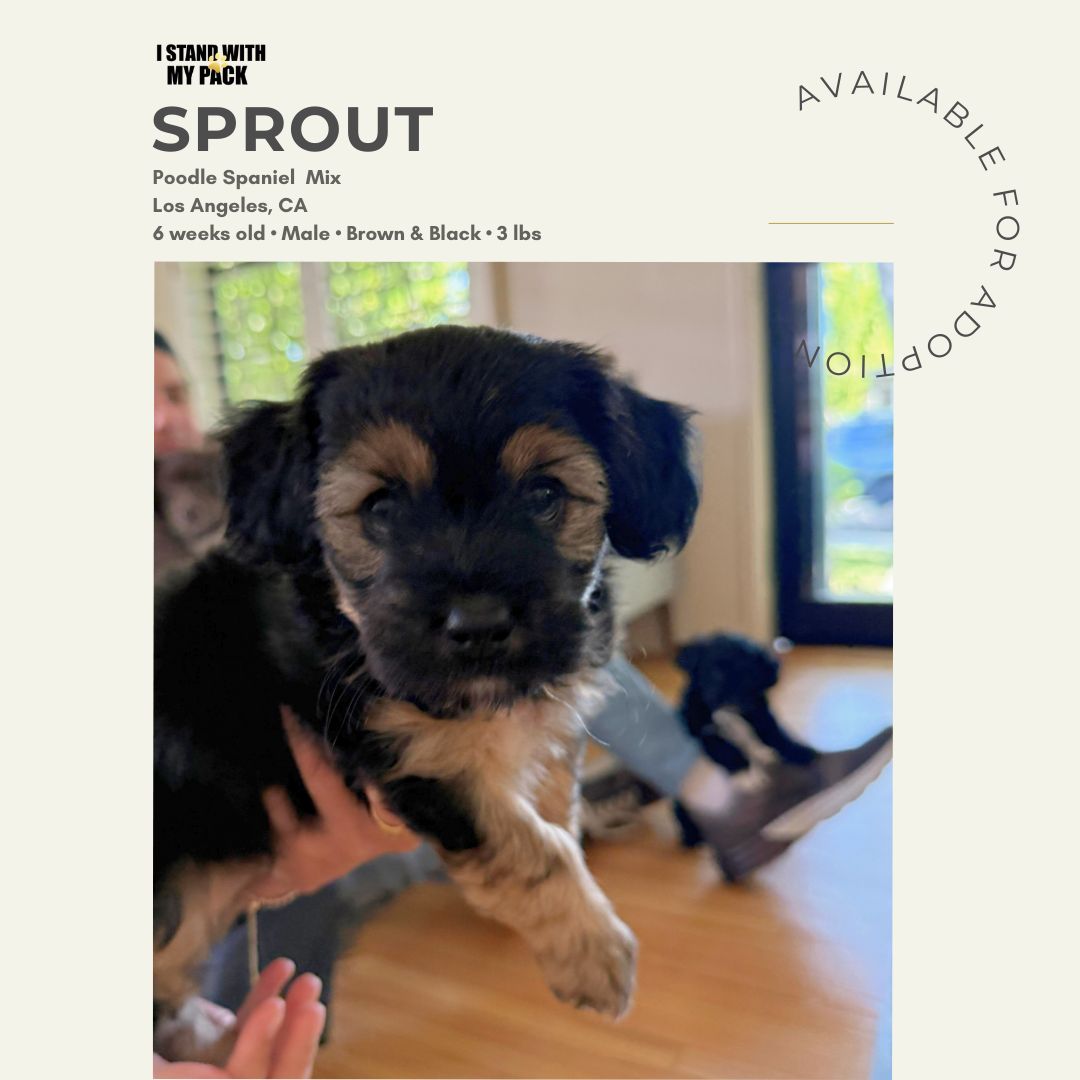 Sprout-1