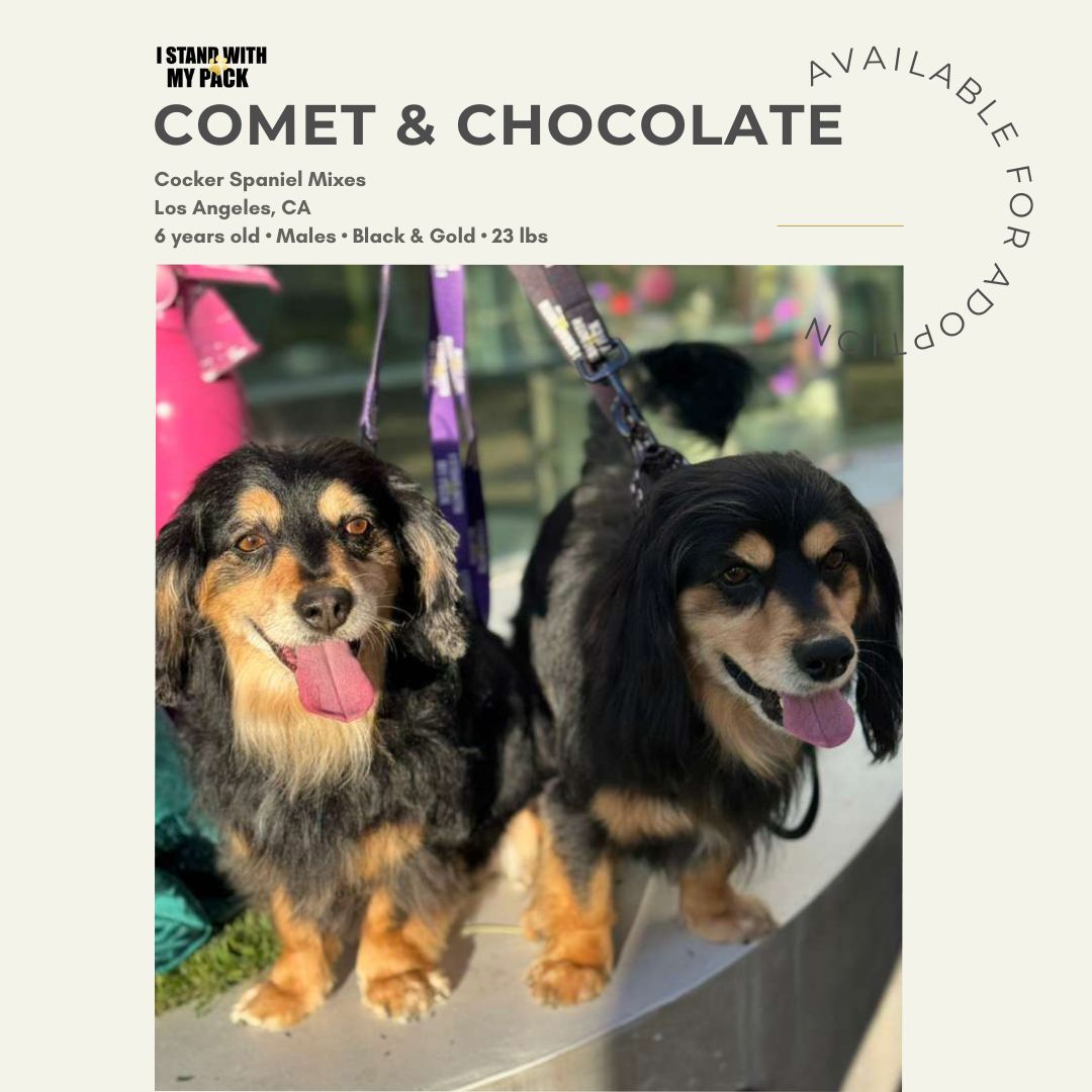 Comet & Chocolate-1
