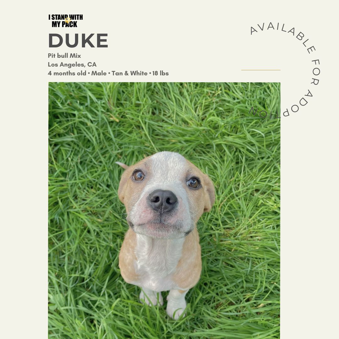 Duke New-1