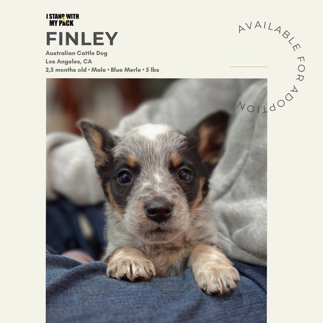 Finley-1