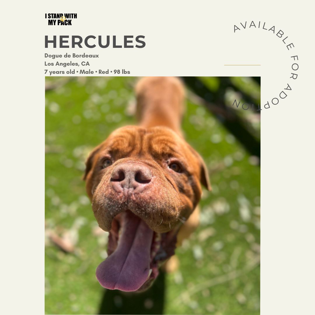Hercules New-1
