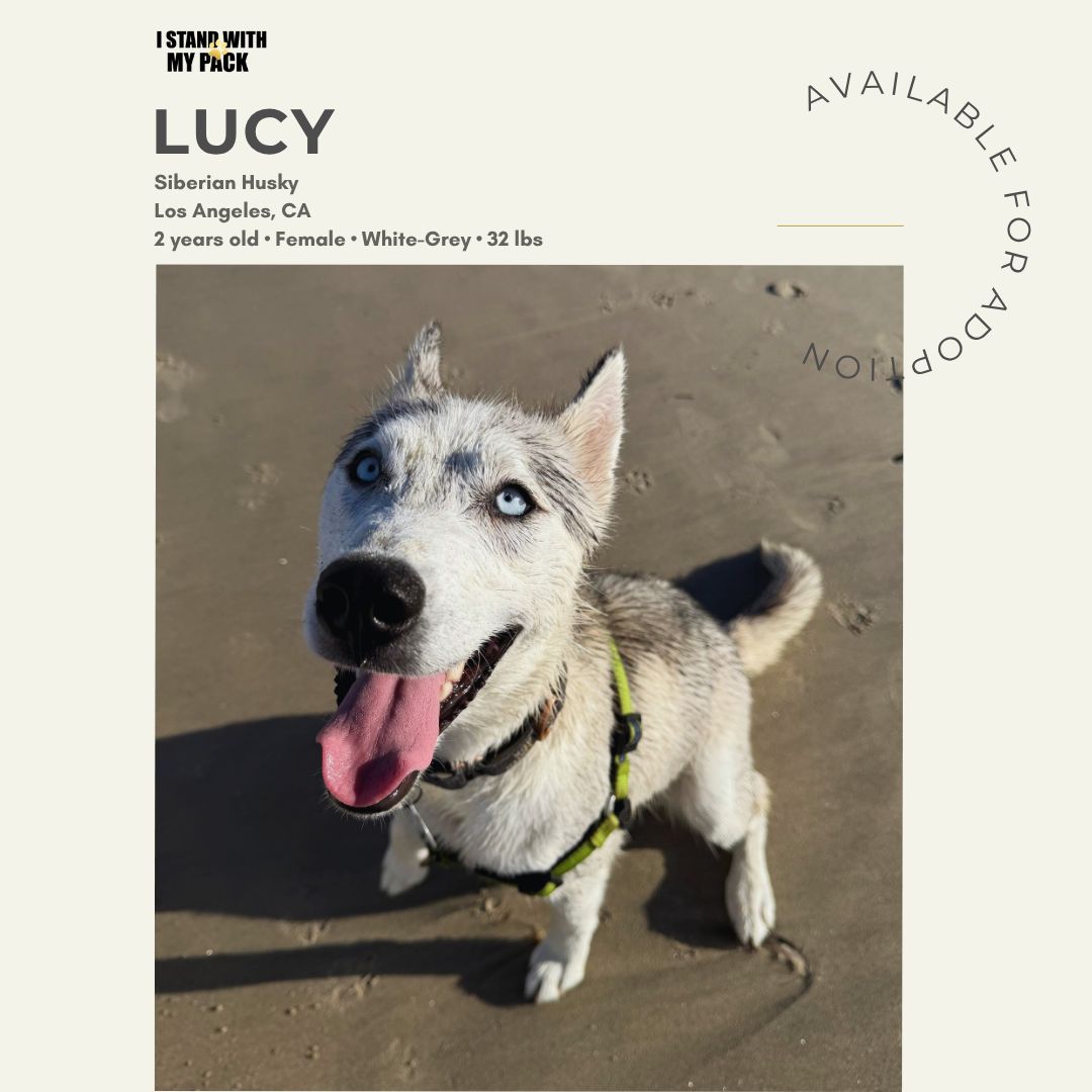 Lucy New New-1 Lucy New New-1