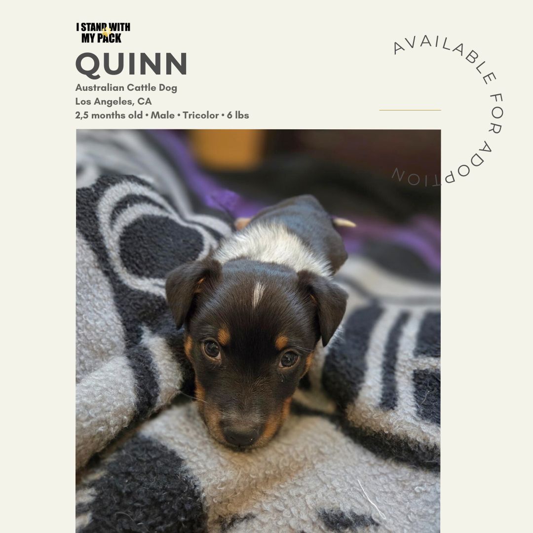 Quinn-1