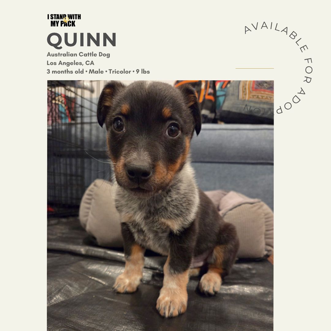 Quinn New-1