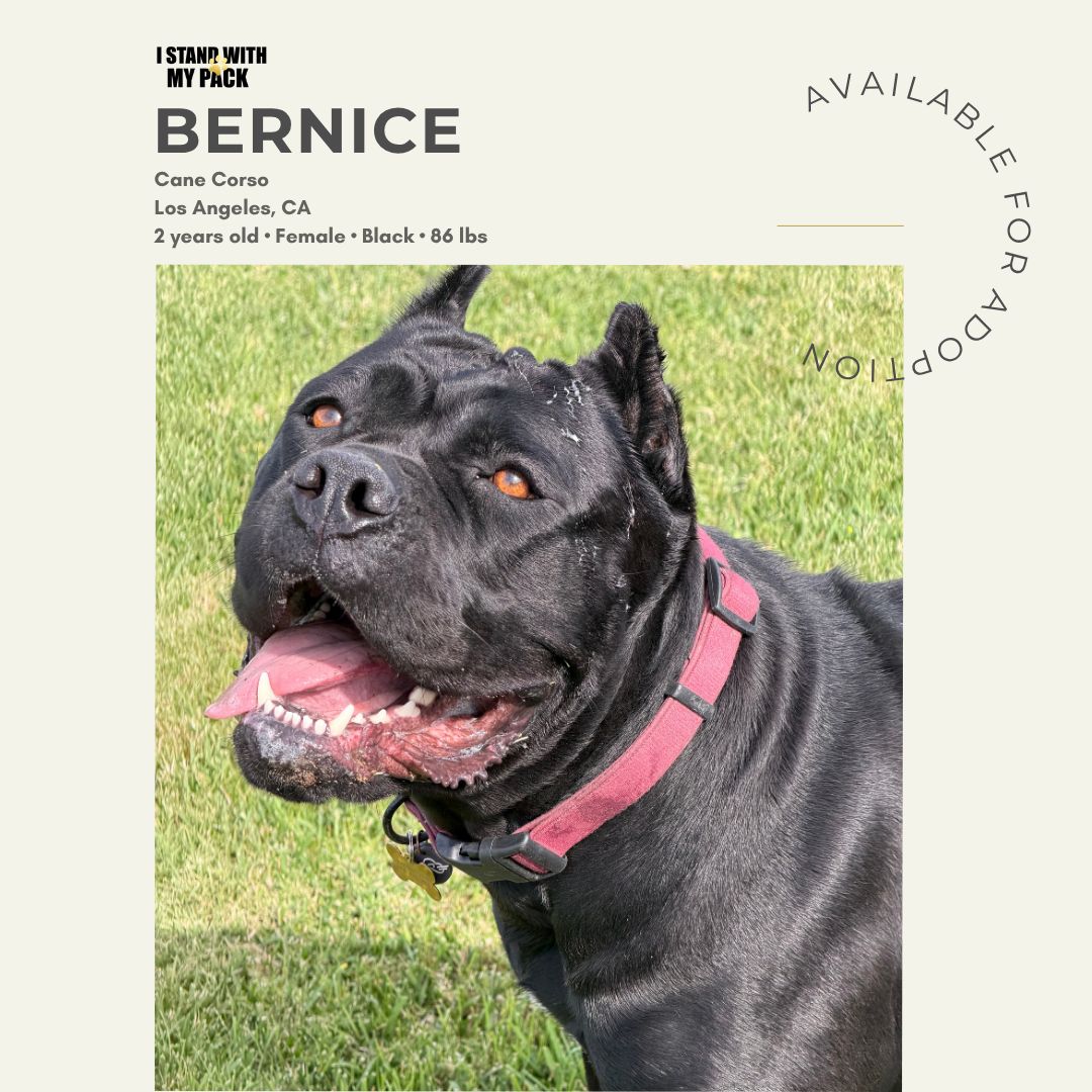 Portrait of a black Cane Corso named Bernice wearing a pink collar, available for adoption, standing on grass in a sunny outdoor setting.