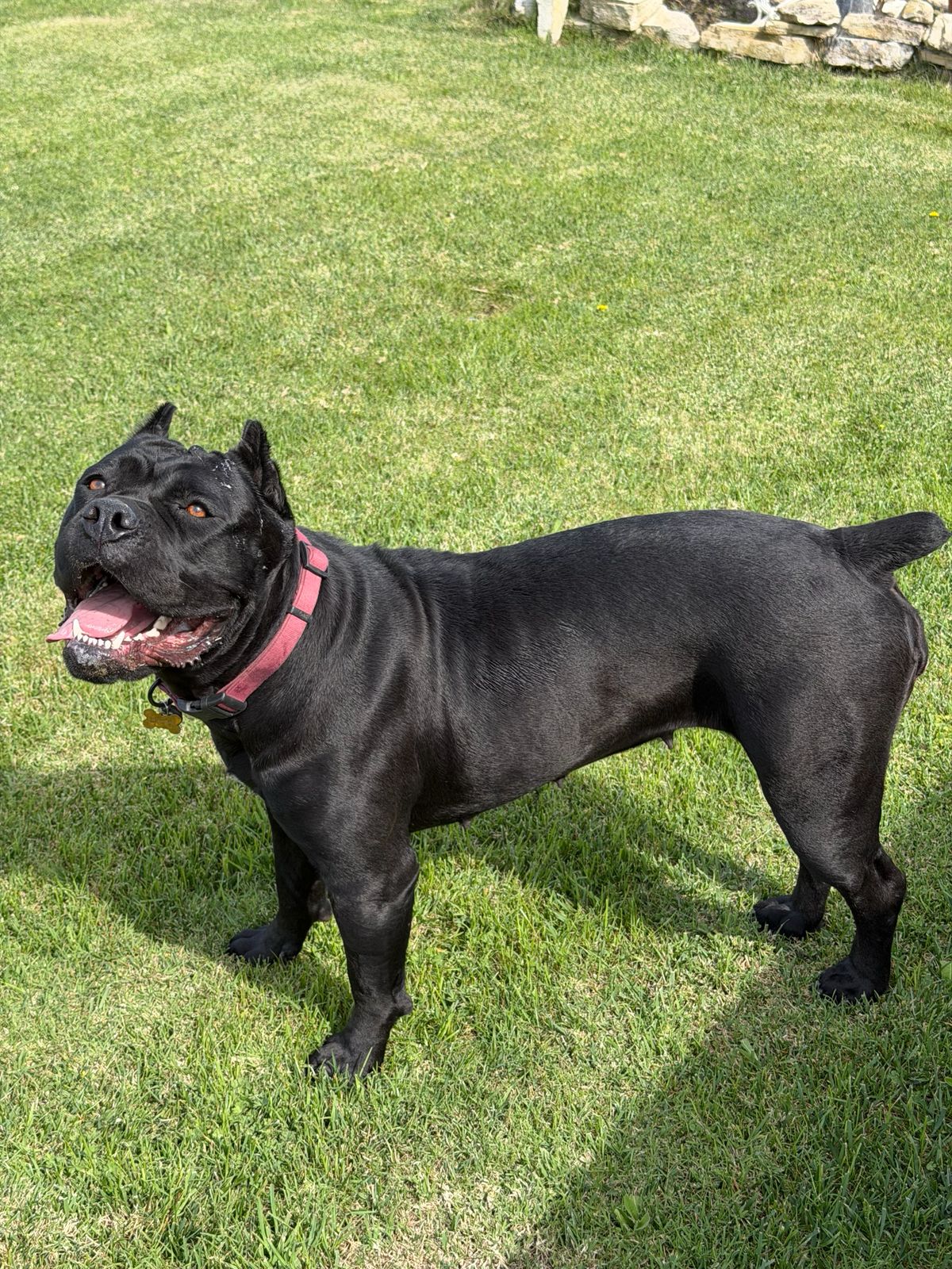 Black dog standing on lawn with pink collar, panting and looking toward the camera.