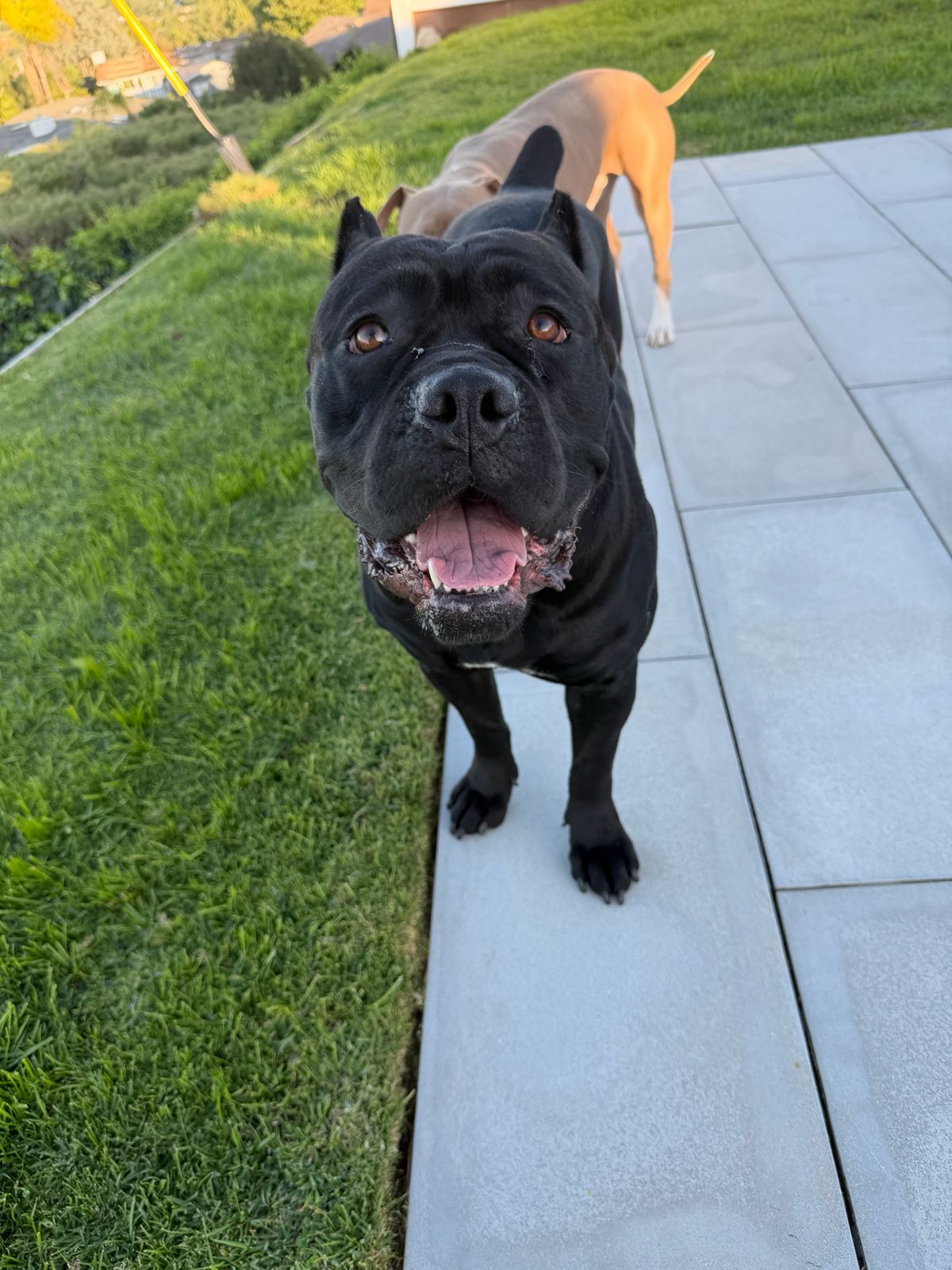 Close-up of a happy black dog with its mouth open and tongue out, standing on a light-gray concrete path beside a green lawn.