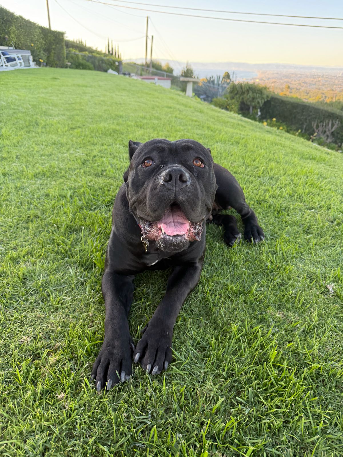 Black dog lying on a lush green lawn with tongue out, enjoying a sunny day outdoors.",