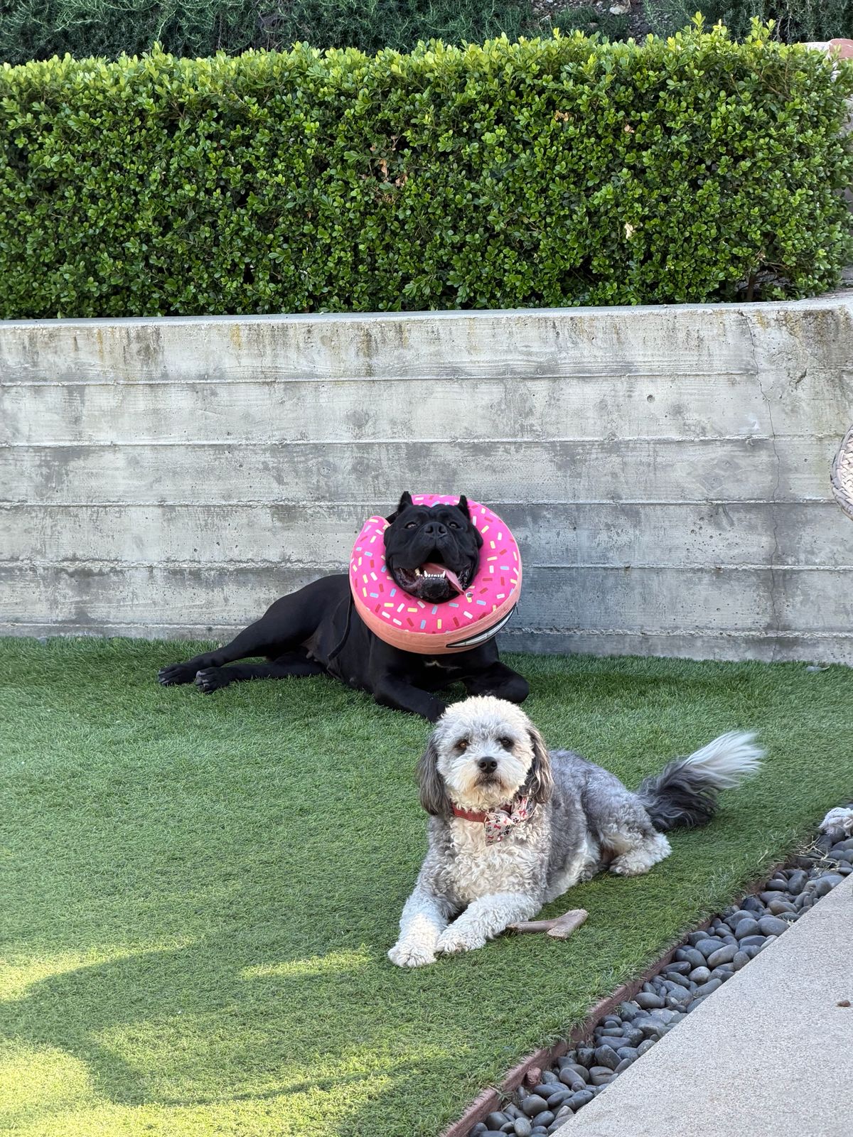Playful backyard scene with a black dog wearing a pink donut pool float around its neck, while a gray fluffy dog sits nearby on the grass.