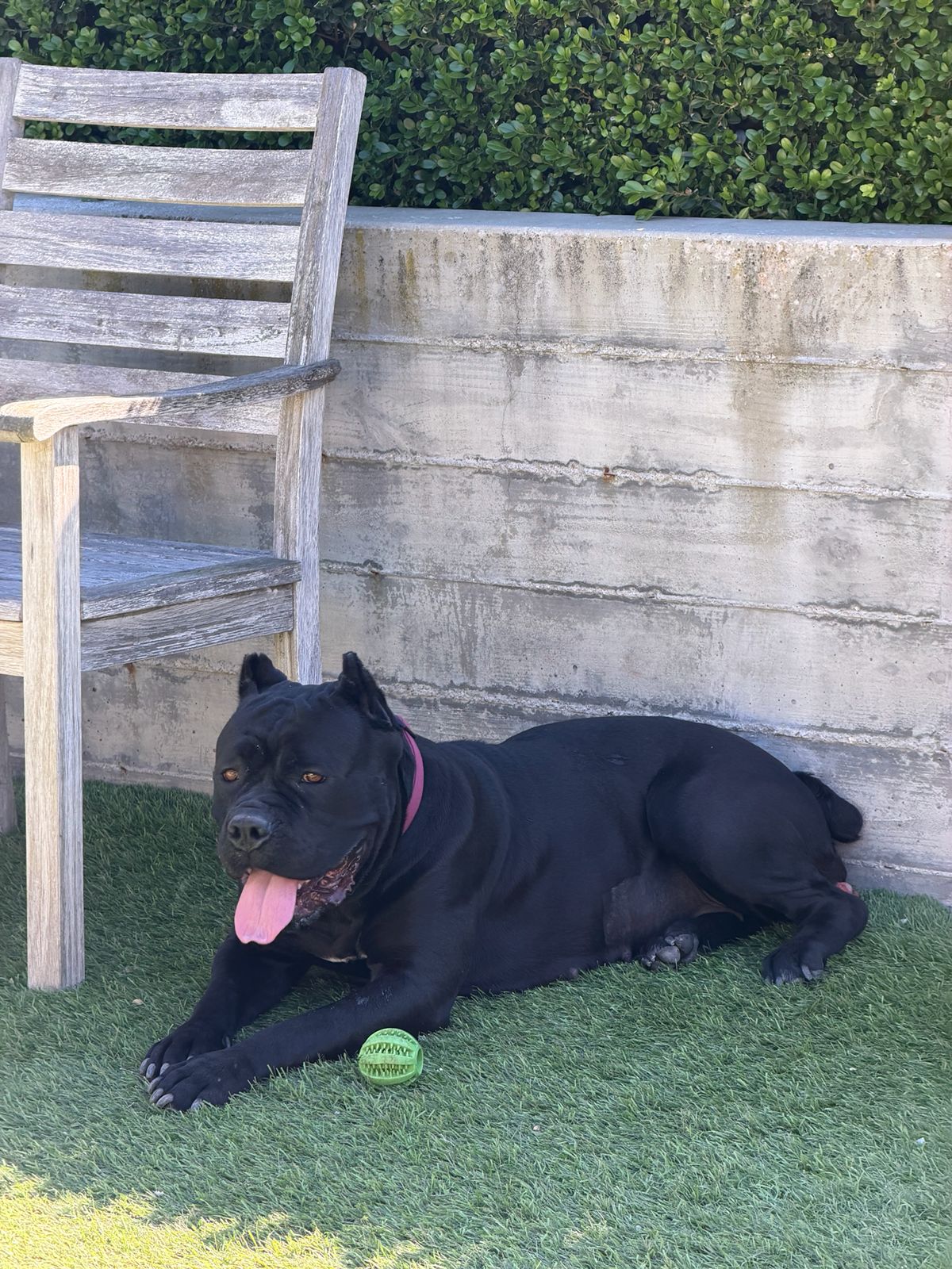 Black dog with a pink collar lounging on artificial grass, a bright green ball in front, beside a weathered wooden chair and concrete wall.
