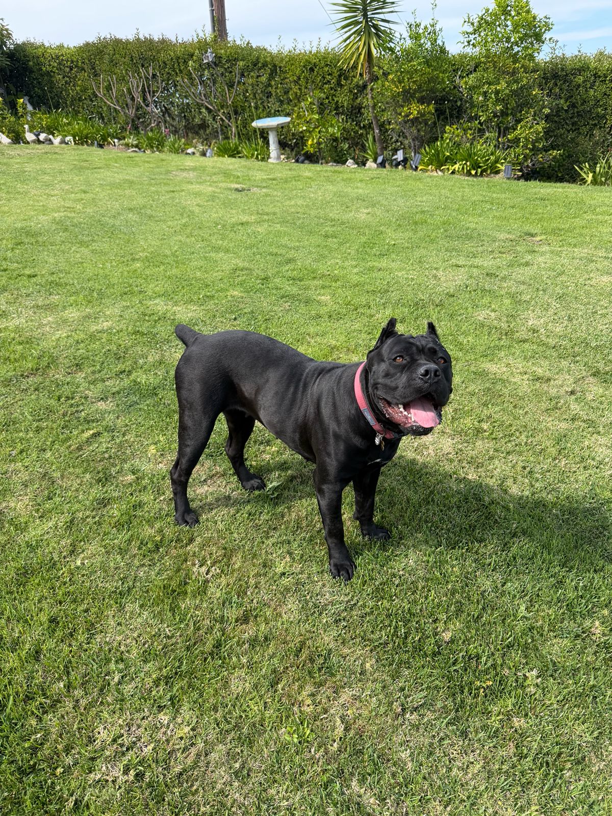 Black dog standing on a green lawn, tongue out, wearing a pink collar in a sunny yard with trees and shrubs in the background, looks happy.