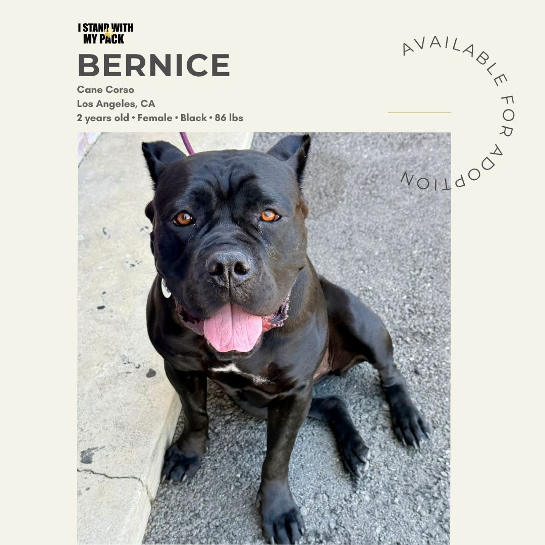 Bernice Bernice