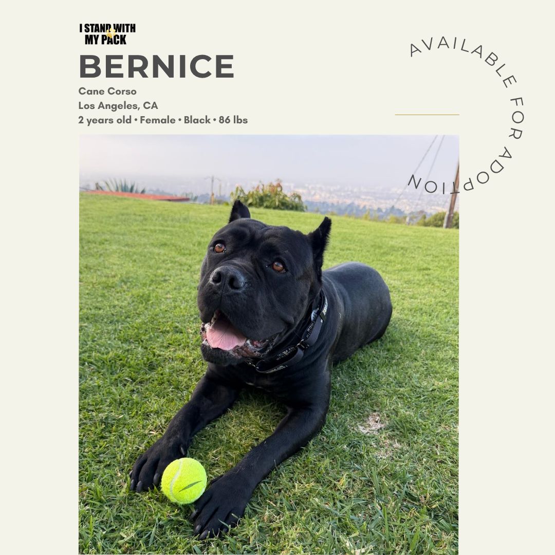 Bernice New-1 Bernice New-1