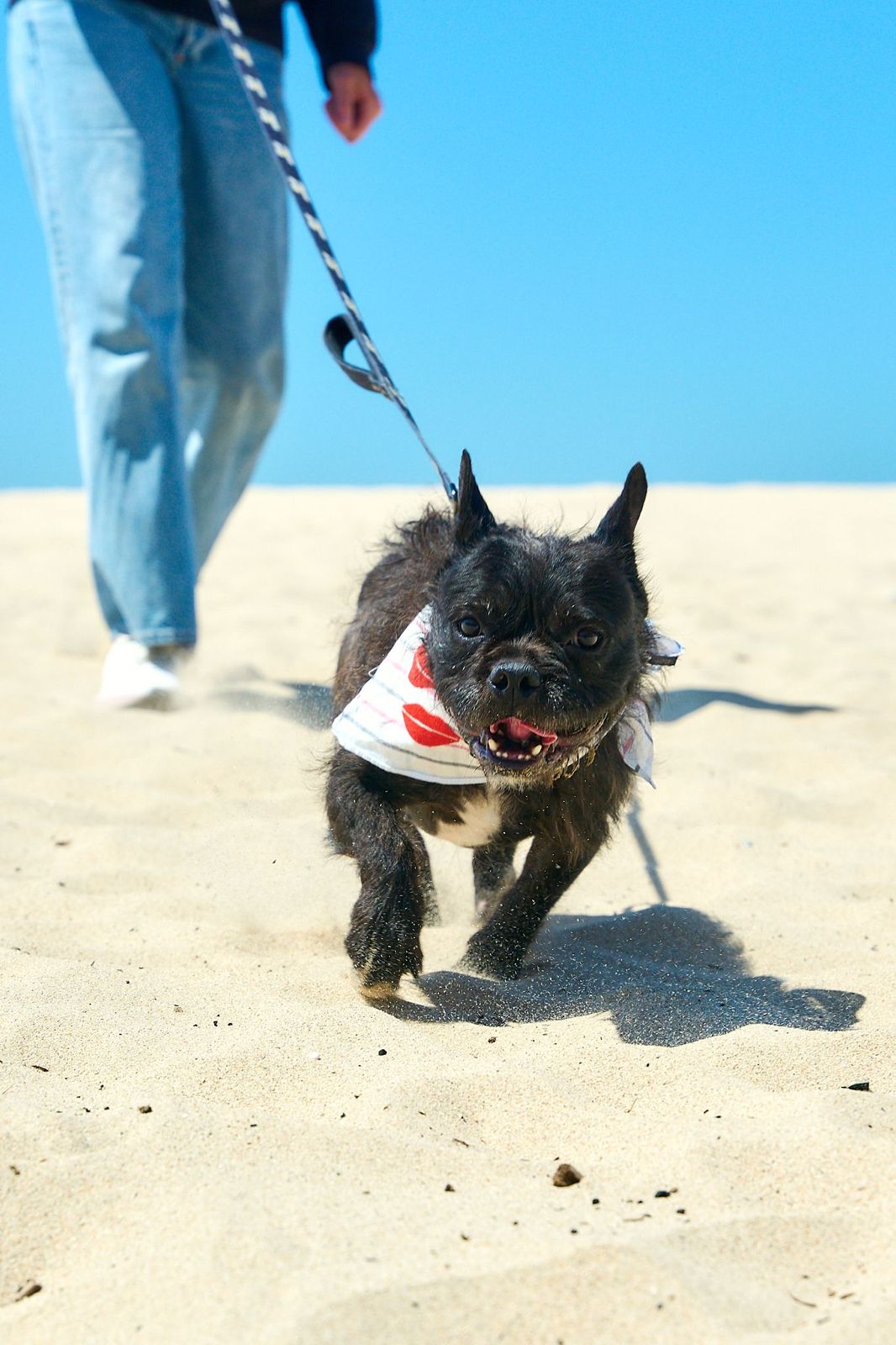 Small black dog running on sandy beach wearing a white bandana with red lips while on a leash, toward the camera.