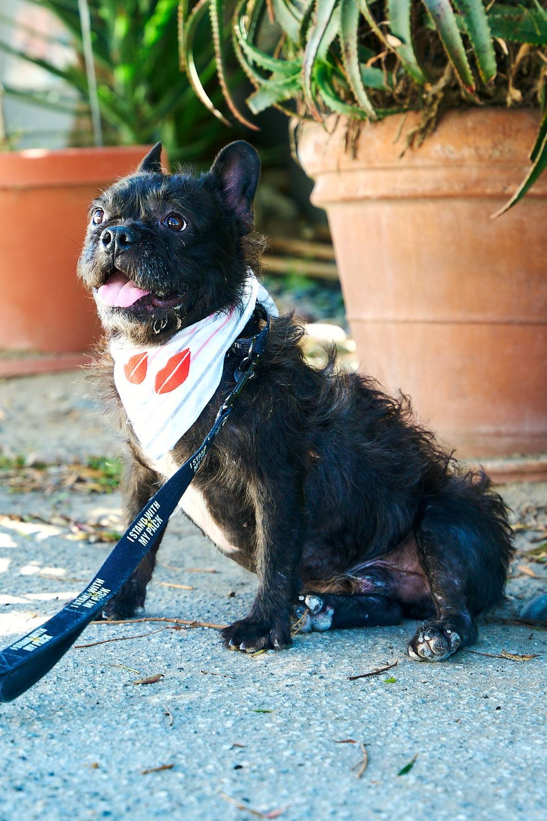 Small black dog wearing a white bandana with a red lips pattern, sitting on a gravel path with a leash nearby.