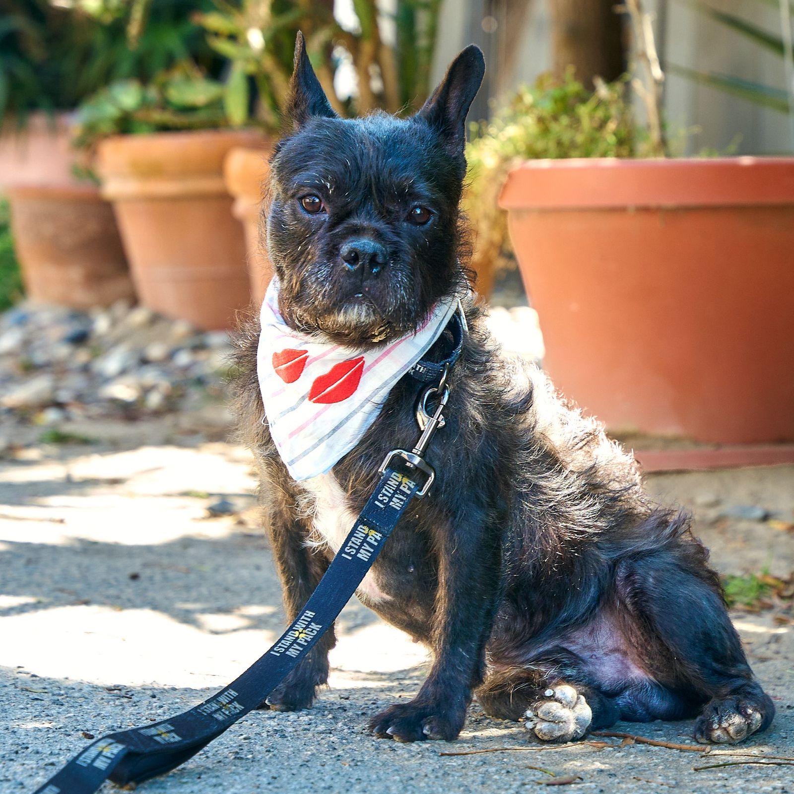 Black small dog wearing a white bandana with red hearts sits on a sunlit path with large terracotta pots in the background, leash attached to collar.