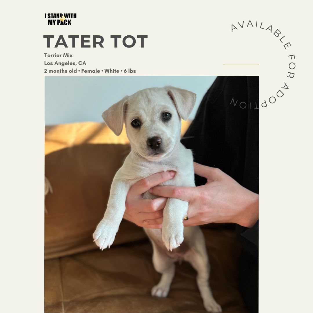 Tater Tot-1
