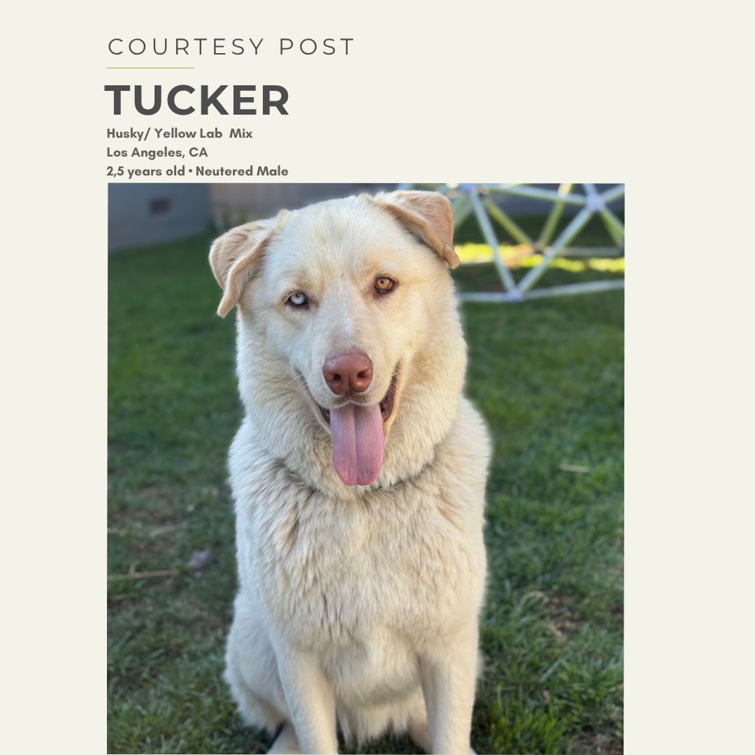 Tucker-1