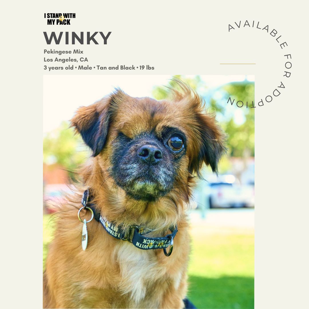 Winky New-1