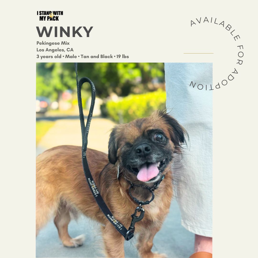 Winky New-1
