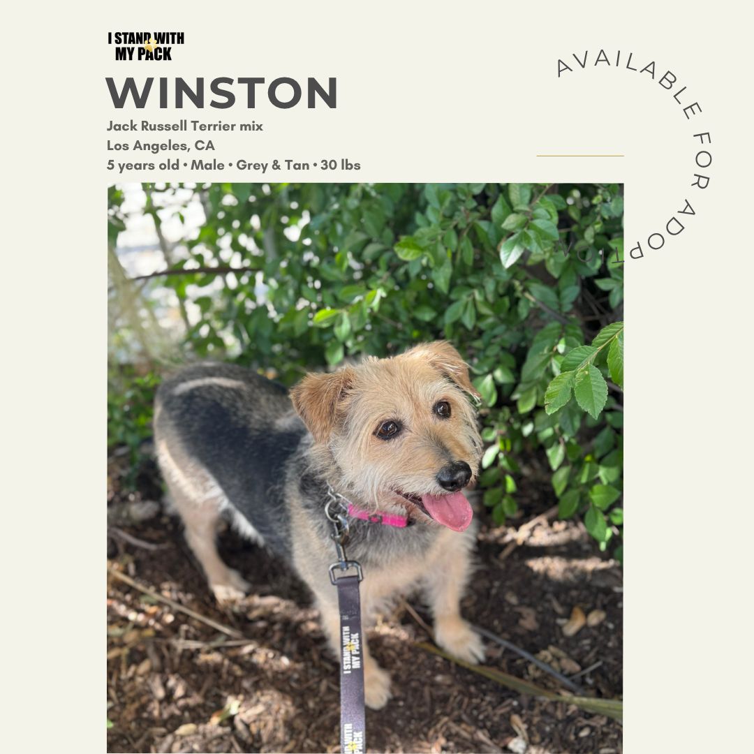 Winston-1