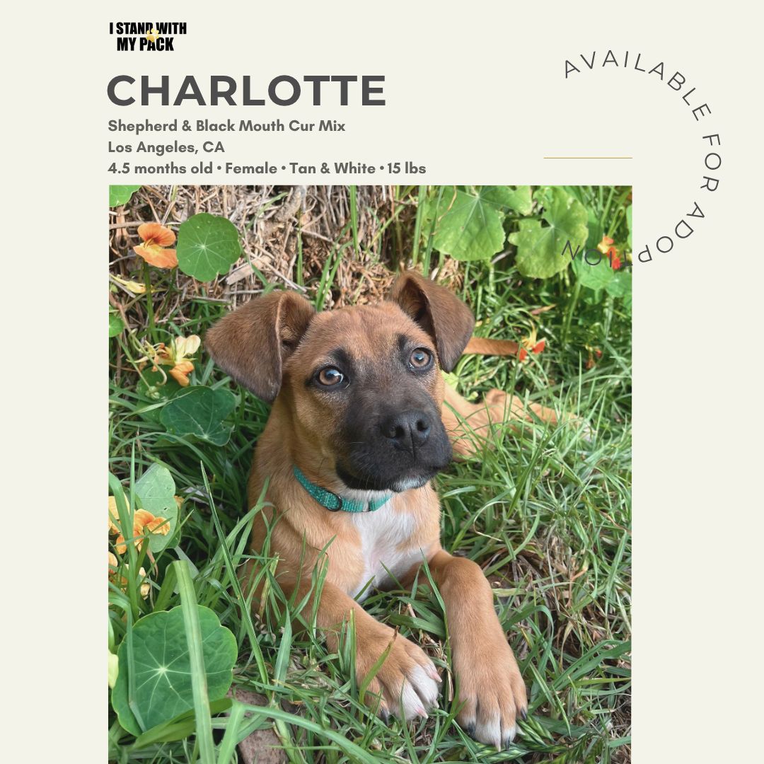 Charlotte-1