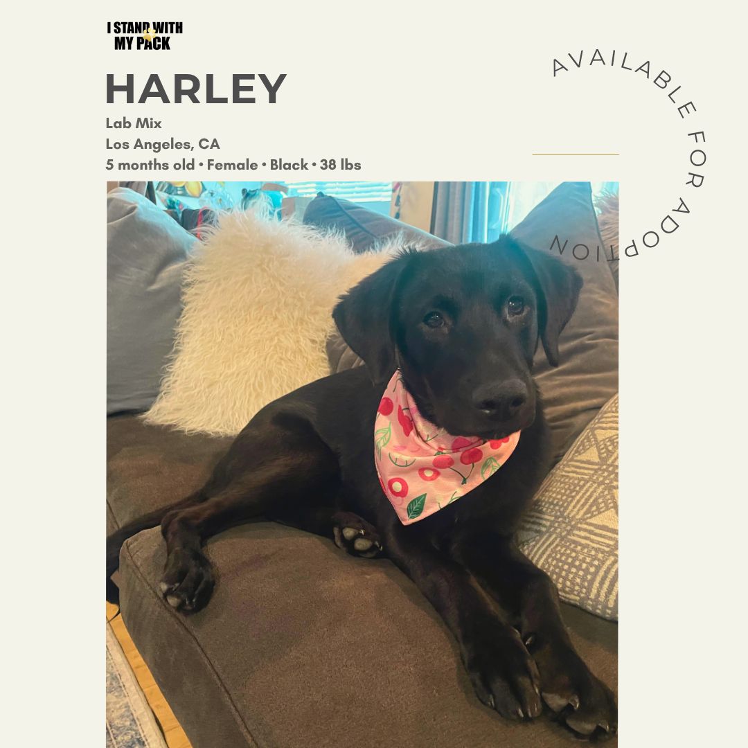 Harley-1