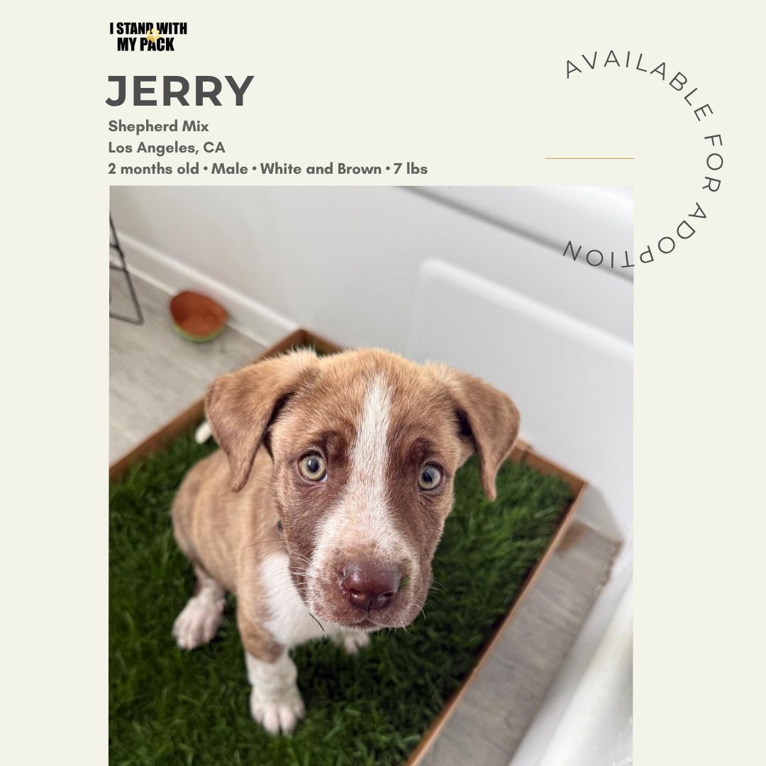 Jerry-1