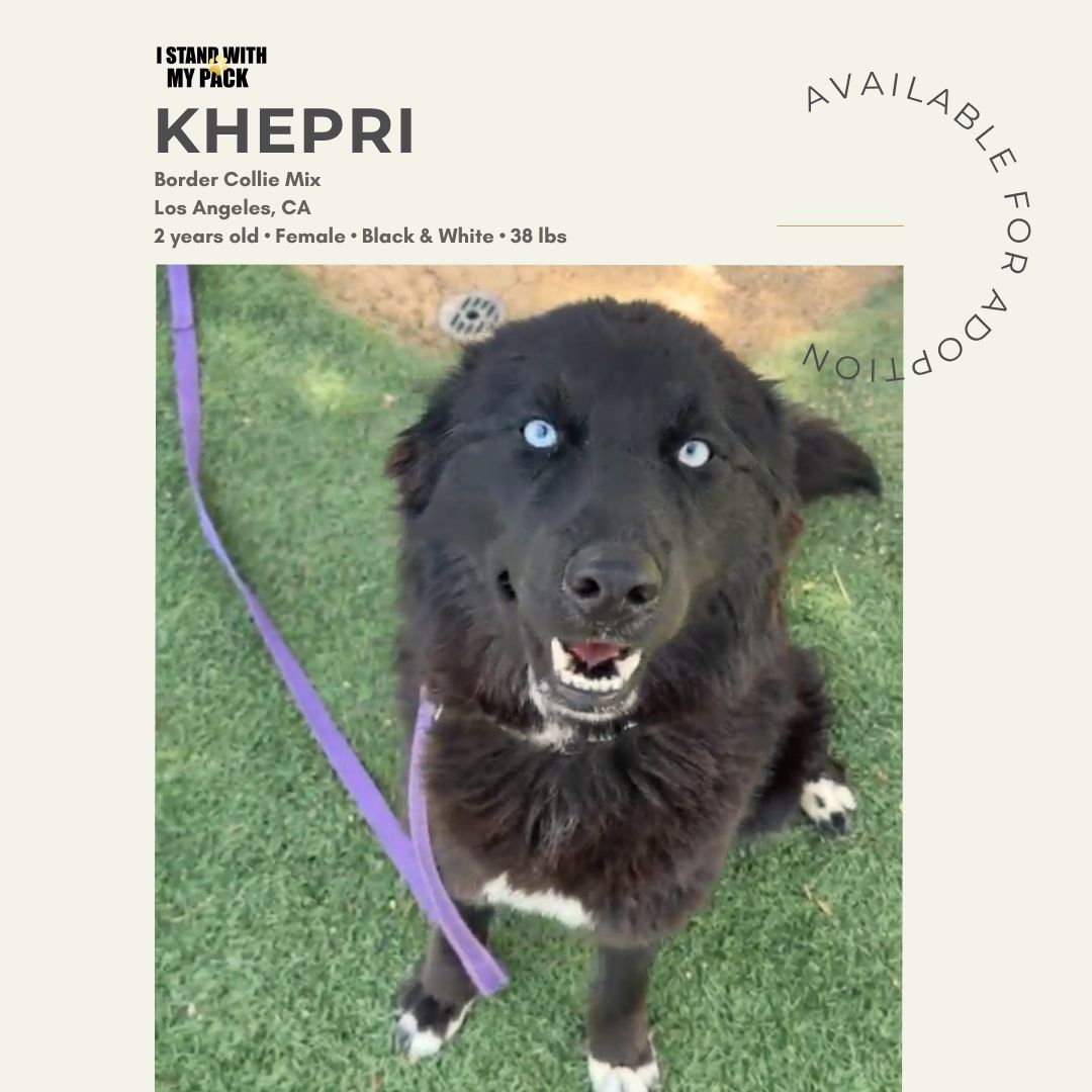 Khepri-1