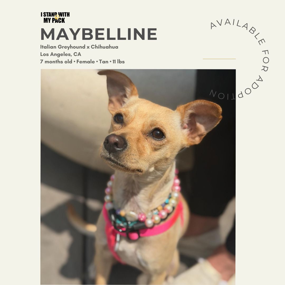Maybelline New