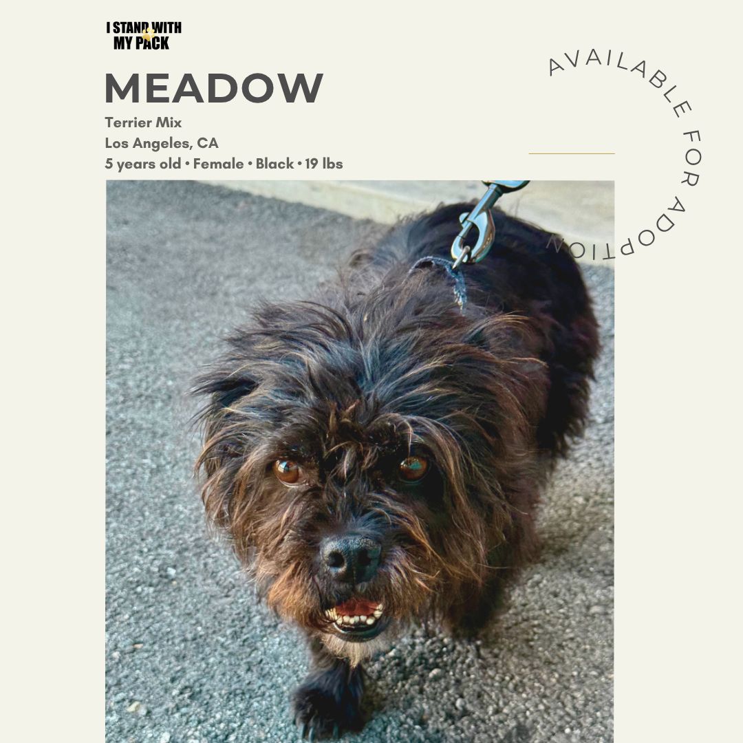 Meadow New-1 Meadow New-1