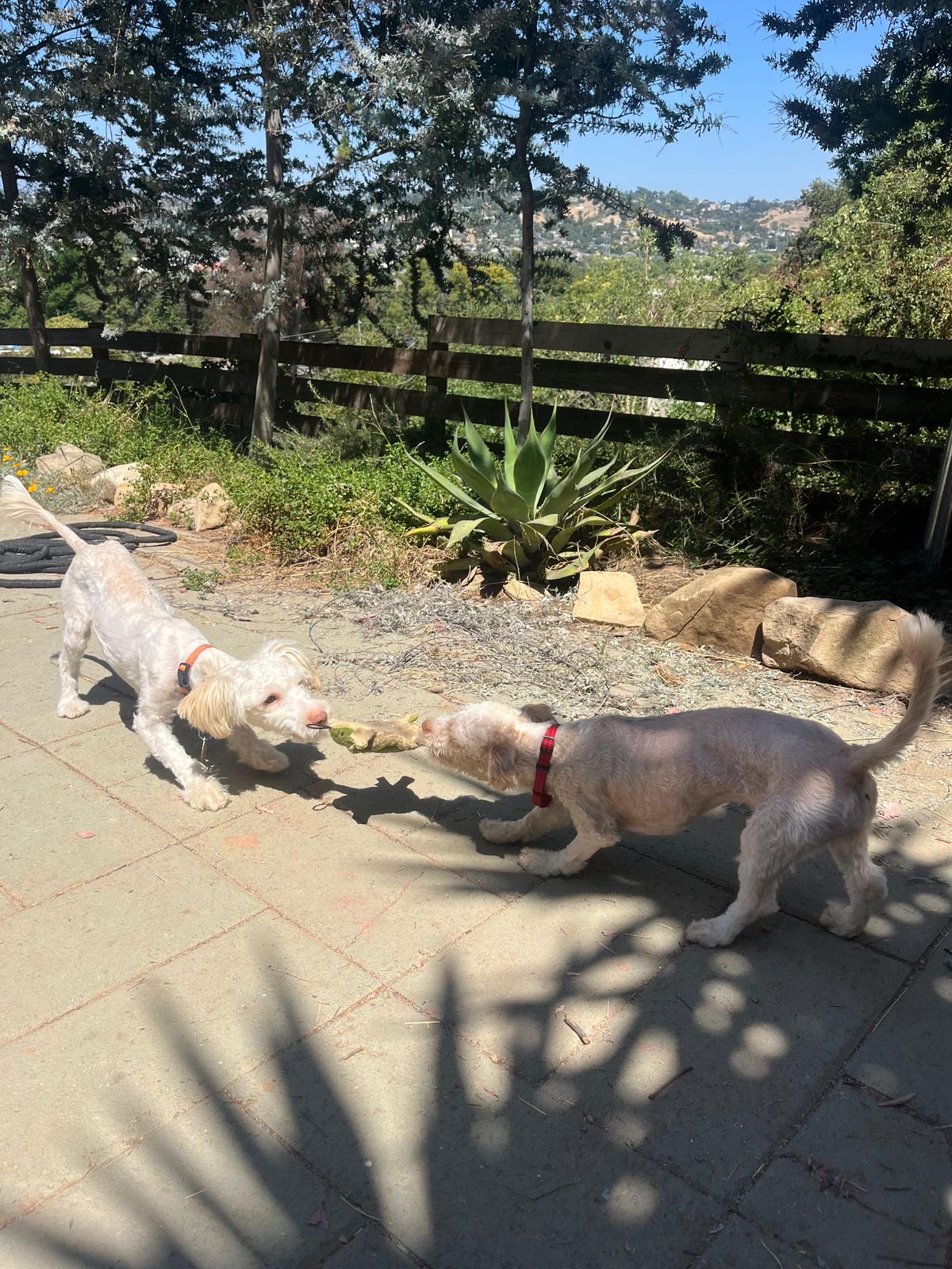 Sadie & Mabel-7 Sadie & Mabel-7