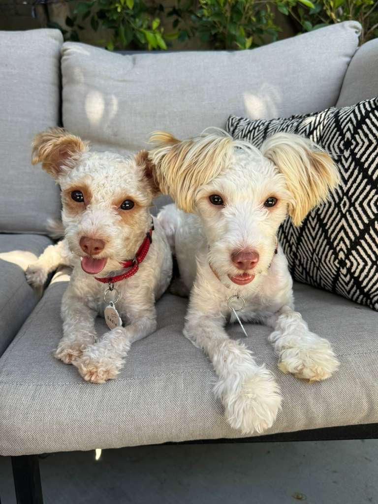 Sadie and Mabel New-10 Sadie and Mabel New-10