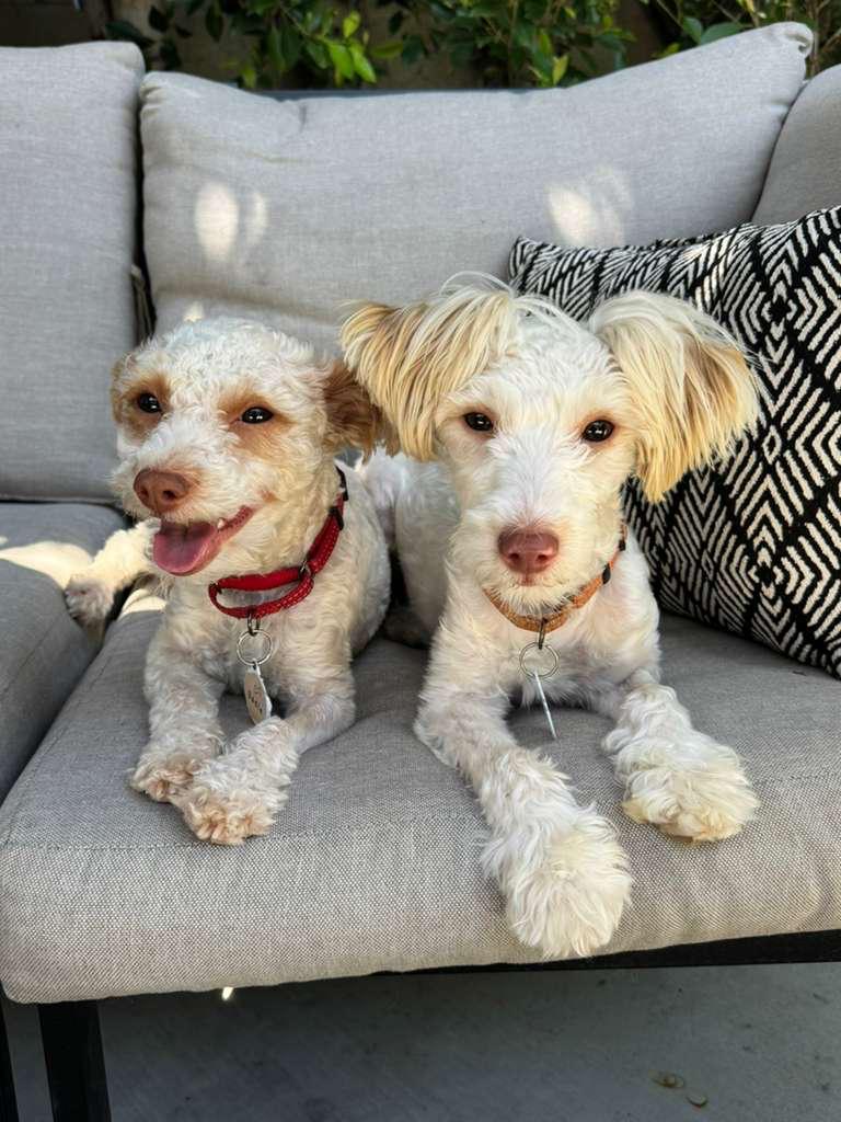 Sadie and Mabel New-9 Sadie and Mabel New-9
