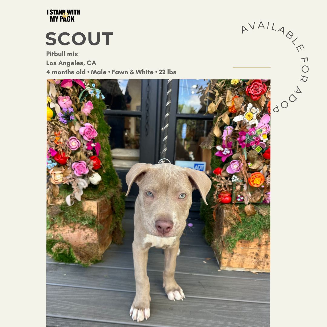 Scout-1