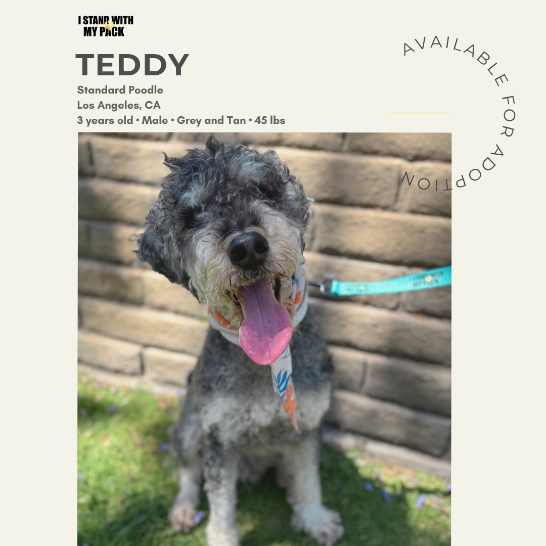 Teddy-1