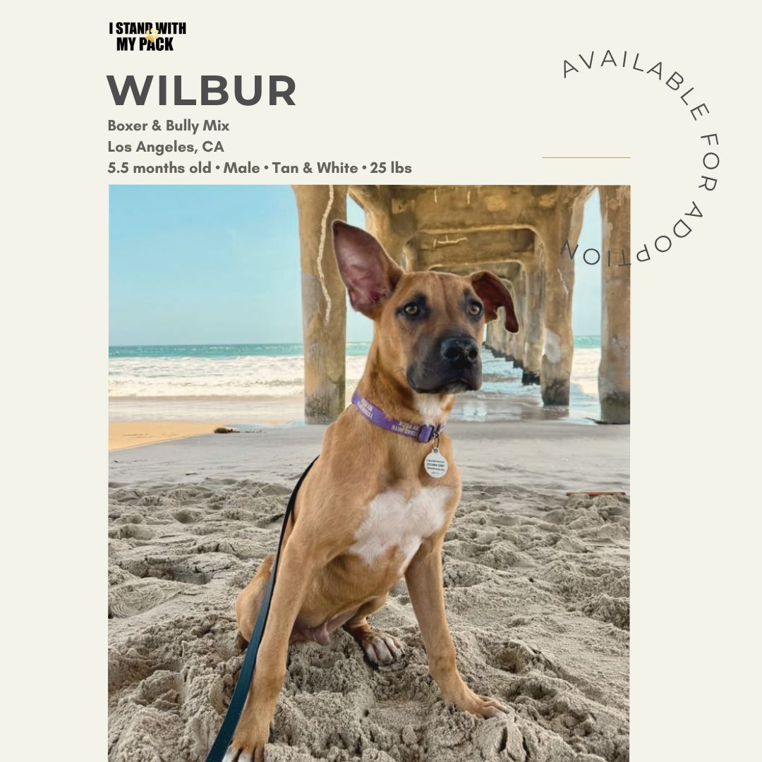 Wilbur-1