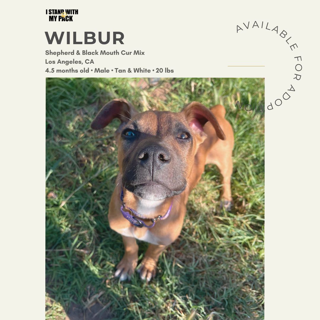 Wilbur-1