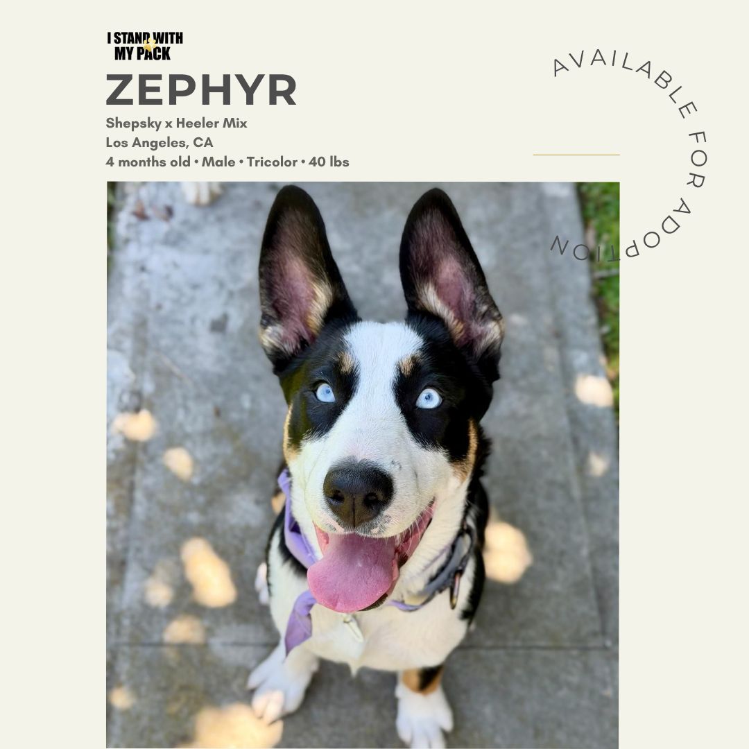 Zephyr New