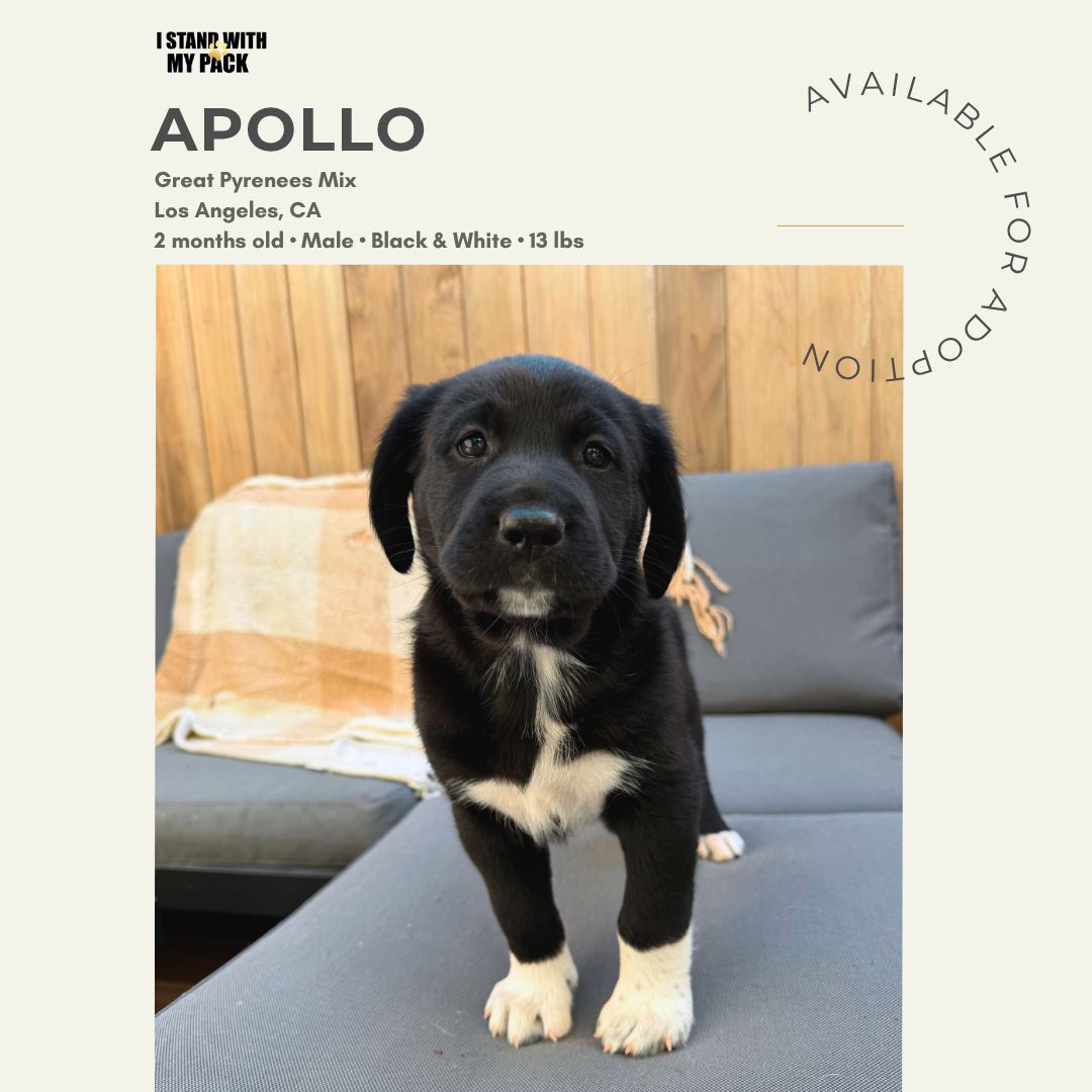 Apollo-1