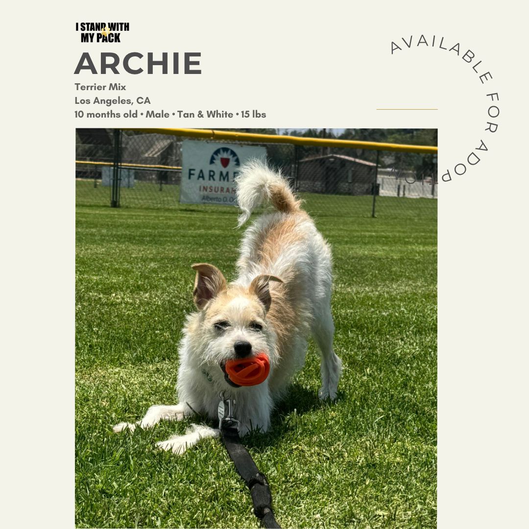 Archie-1 Archie-1