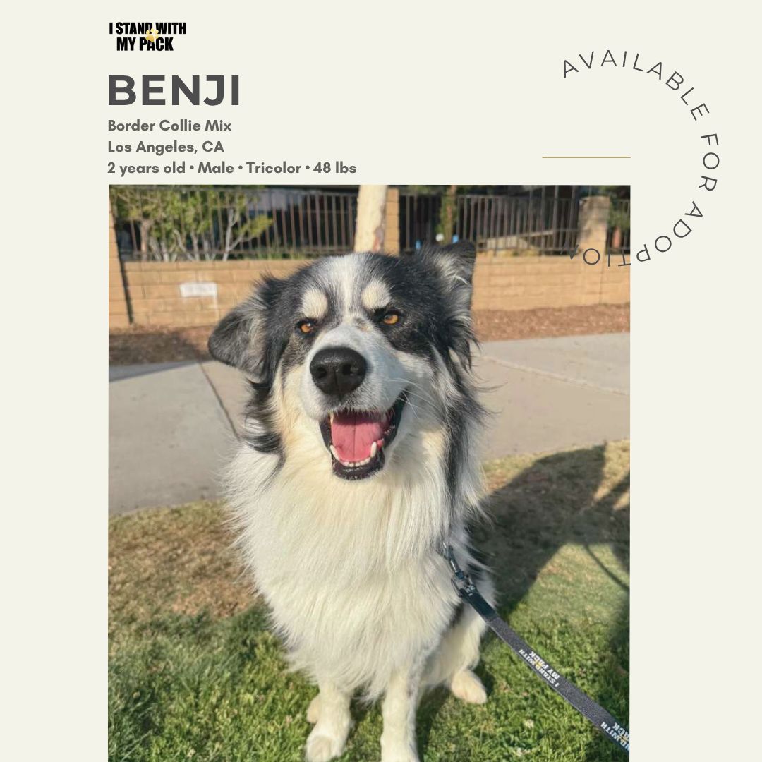 Benji-1 Benji-1