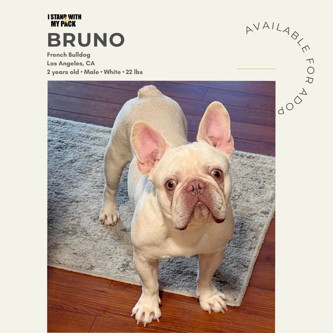 Bruno-1 Bruno-1