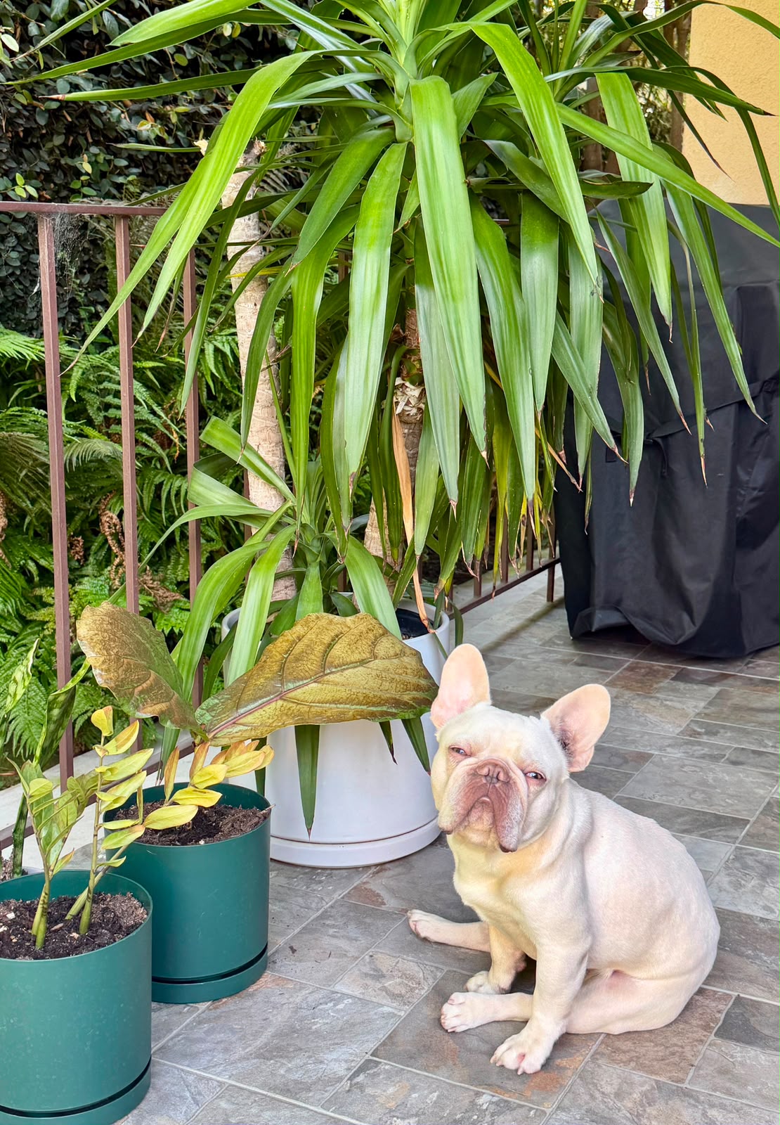 Bruno-3 Bruno-3