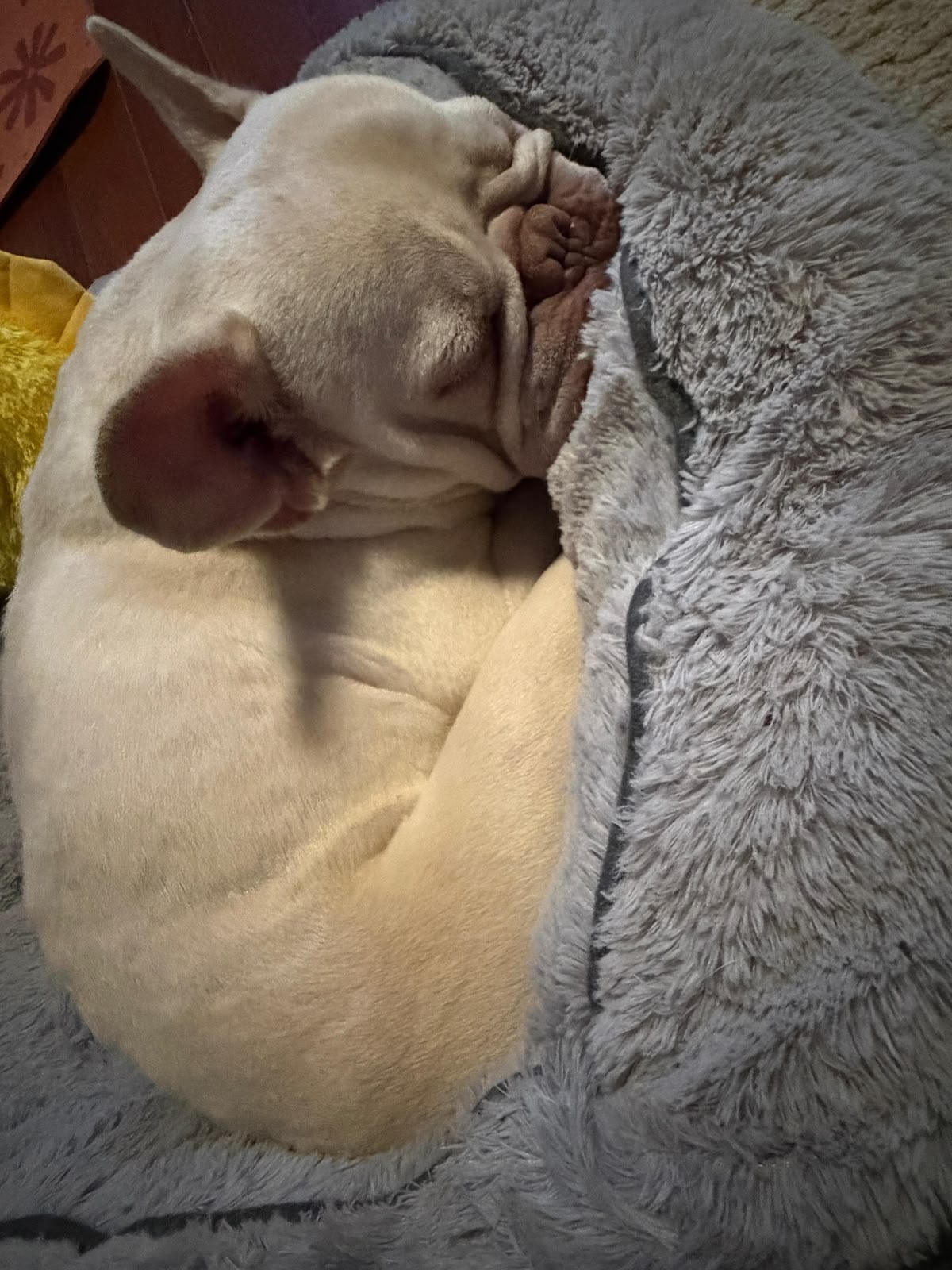 Bruno-6 Bruno-6