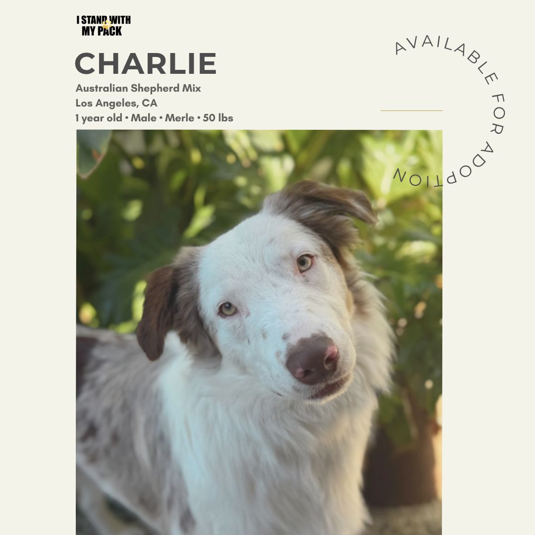 Charlie-1