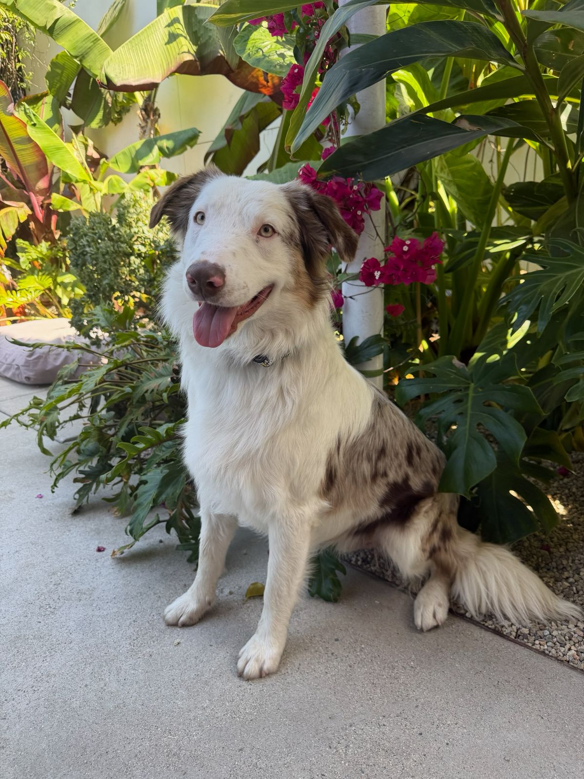 Charlie-3