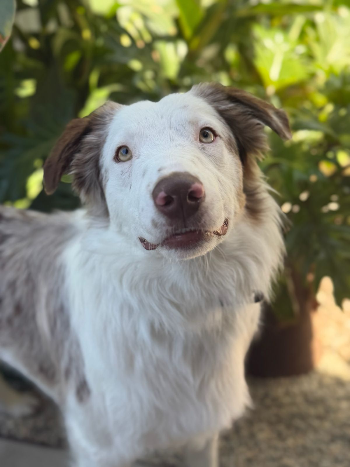 Charlie-4