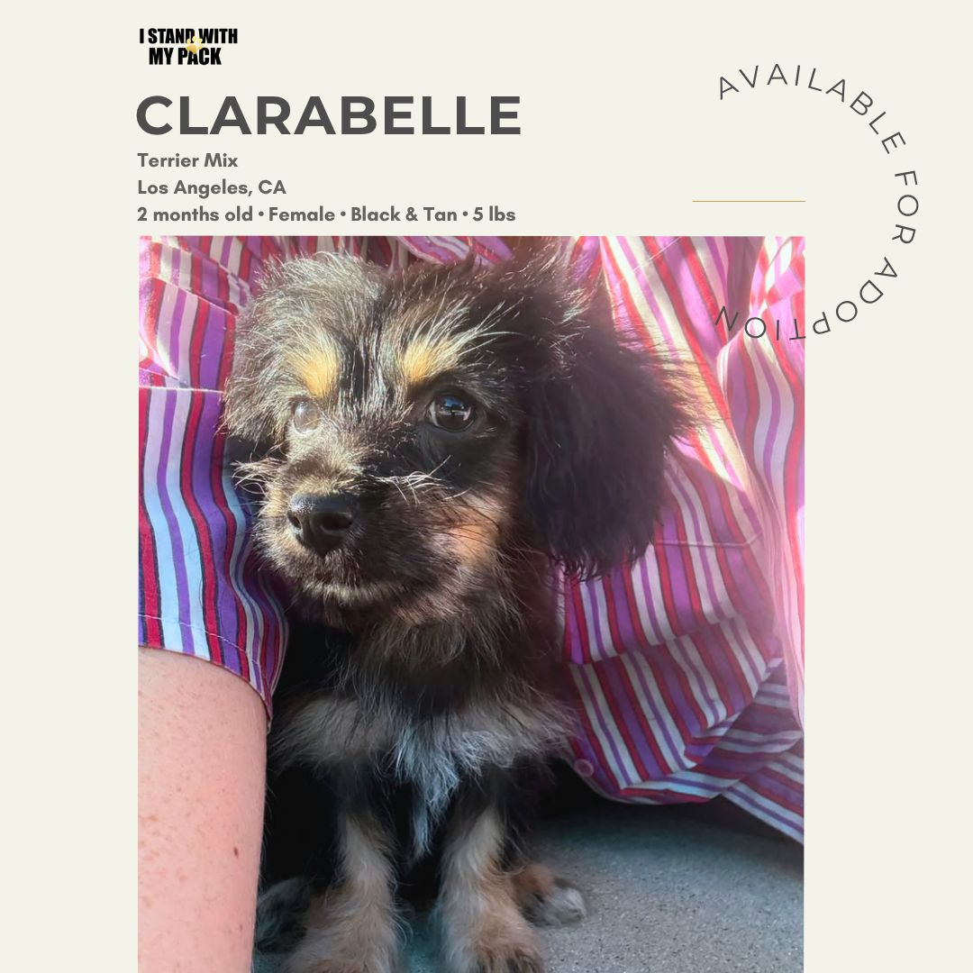 Clarabelle-1